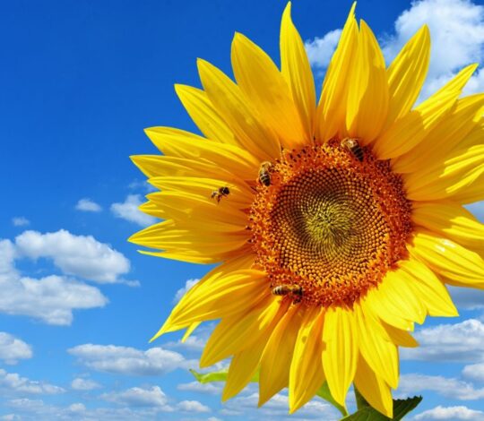 A large yellow sunflower with bees on it against a bright blue sky with scattered white clouds.