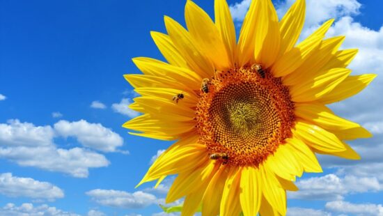 A large yellow sunflower with bees on it against a bright blue sky with scattered white clouds.