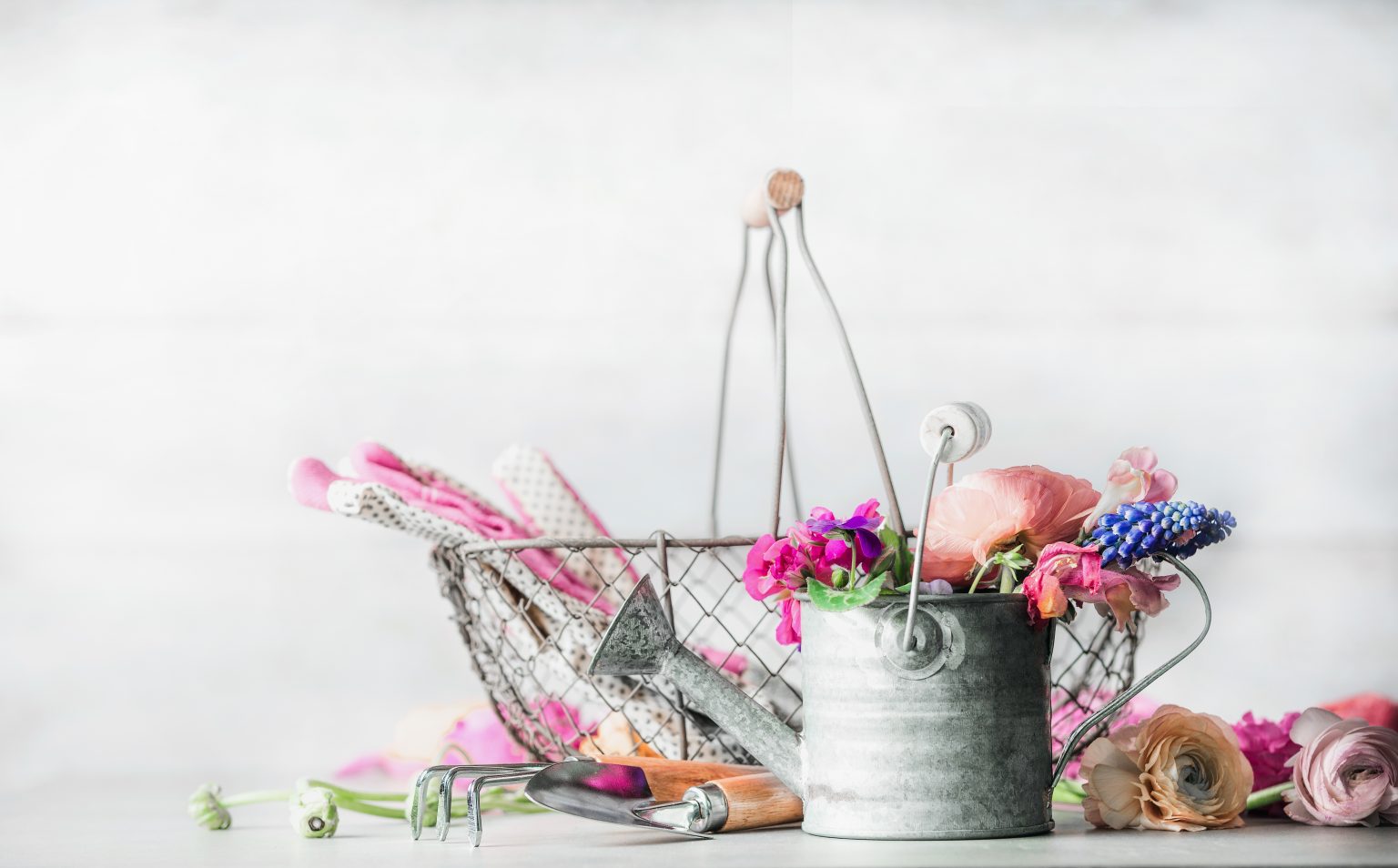 A gardening scene with gloves and tools in a wire basket, alongside a metal watering can filled with vibrant flowers.